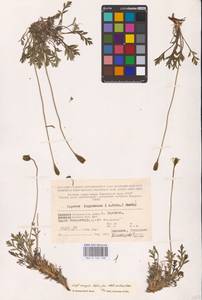 Oreomecon lapponica subsp. lapponica, Восточная Европа, Северный район (E1) (Россия)