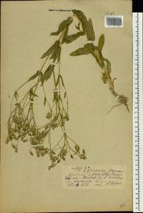 Gypsophila vaccaria (L.) Sm., Восточная Европа, Центральный лесной район (E5) (Россия)