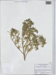 Bubon arachnoideum (Boiss. & Orph. ex Boiss.) Hand, Западная Европа (EUR) (Греция)