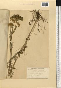 Жабрица однолетняя L., Восточная Европа, Московская область и Москва (E4a) (Россия)