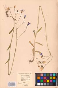 Колокольчик раскидистый L., Восточная Европа, Центральный район (E4) (Россия)