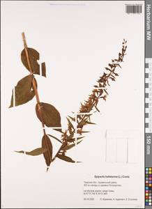 Дремлик широколистный, Дремлик чемерицевый (L.) Crantz, Восточная Европа, Северо-Западный район (E2) (Россия)