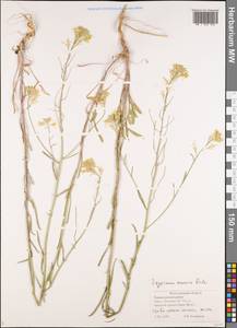 Желтушник развесистый Ehrh., Восточная Европа, Нижневолжский район (E9) (Россия)