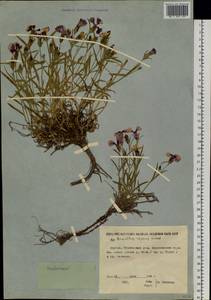 Гвоздика ползучая Willd., Сибирь, Якутия (S5) (Россия)