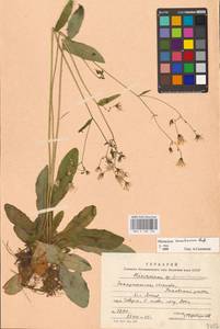 Hieracium transylvanicum Heuff., Восточная Европа, Западно-Украинский район (E13) (Украина)