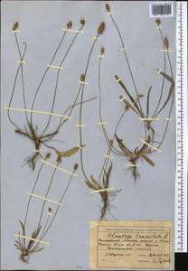 Подорожник ланцетный, Подорожник ланцетолистный L., Средняя Азия и Казахстан, Северный и Центральный Тянь-Шань (M4) (Киргизия)