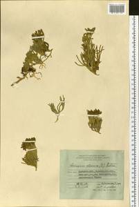 Дифазиаструм альпийский (L.) Holub, Сибирь, Чукотка и Камчатка (S7) (Россия)