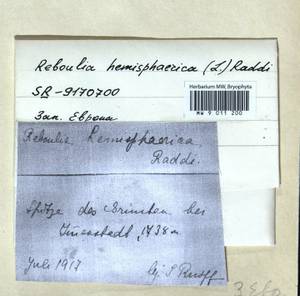 Reboulia hemisphaerica (L.) Raddi, Гербарий мохообразных, Мхи - Западная Европа (BEu) (Германия)