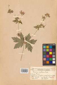 Герань плоскоцветковая Duthie, Сибирь, Дальний Восток (S6) (Россия)