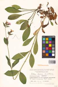 Silene dioica subsp. dioica, Восточная Европа, Московская область и Москва (E4a) (Россия)