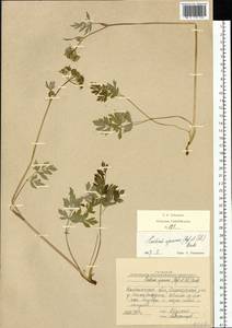 Тилингия аянская Regel & Tiling, Сибирь, Чукотка и Камчатка (S7) (Россия)