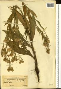Соссюрея горькая, Горькуша горькая (L.) DC., Сибирь, Алтай и Саяны (S2) (Россия)