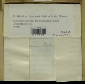 Helodium blandowii (F. Weber & D. Mohr) Warnst., Гербарий мохообразных, Мхи - Центральное Нечерноземье (B6) (Россия)