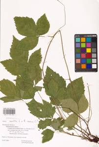 Rubus saxatilis × caesius, Восточная Европа, Северо-Западный район (E2) (Россия)