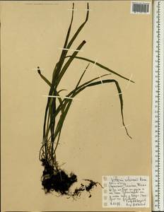 Haplopteris volkensii (Hieron.) E. H. Crane, Африка (AFR) (Эфиопия)