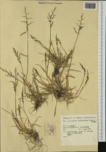 Puccinellia fasciculata (Torr.) E.P.Bicknell, Западная Европа (EUR) (Нидерланды)