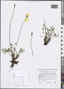 Papaver lapponicum subsp. jugoricum (Tolm.) Gudoschn., Сибирь, Западная Сибирь (S1) (Россия)