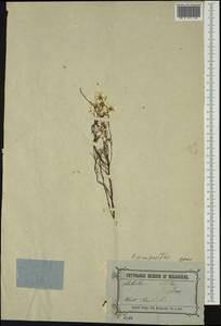 Hyalosperma cotula (Benth.) P.G. Wilson, Австралия и Океания (AUSTR) (Австралия)