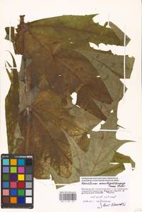 Борщевик Мантегацци Sommier & Levier, Восточная Европа, Московская область и Москва (E4a) (Россия)