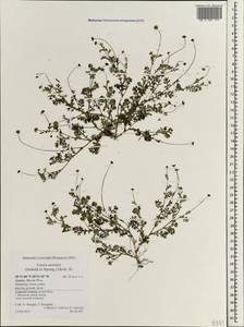 Cotula australis (Sieber ex Spreng.) Hook. fil., Африка (AFR) (Португалия)