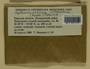 Hylocomiastrum umbratum (Hedw.) M. Fleisch. ex Broth., Гербарий мохообразных, Мхи - Центральное Нечерноземье (B6) (Россия)