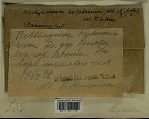Brachythecium salebrosum (Hoffm. ex F. Weber & D. Mohr) Schimp., Гербарий мохообразных, Мхи - Пермский край, Удмуртия, Свердловская и Кировская области (B8) (Россия)