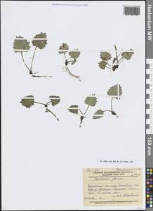 Эндоцеллион ледниковый (Ledeb.) Kuprian., Сибирь, Чукотка и Камчатка (S7) (Россия)