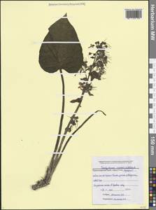 Трахистемон восточный (L.) D. Don, Кавказ, Черноморское побережье (от Новороссийска до Адлера) (K3) (Россия)