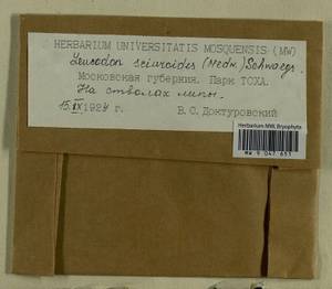 Leucodon sciuroides (Hedw.) Schwägr., Гербарий мохообразных, Мхи - Москва и Московская область (B6a) (Россия)