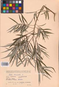 Ива прутовидная, Ива корзиночная L., Восточная Европа, Западный район (E3) (Россия)