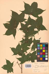 Клен моно, Клен мелколистный (Maxim.) H.Ohashi, Сибирь, Дальний Восток (S6) (Россия)