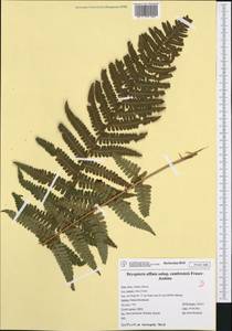 Dryopteris cambrensis (Fraser-Jenk.) Beitel & W. R. Buck, Западная Европа (EUR) (Италия)