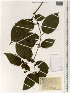 Clidemia hirta (L.) D. Don, Африка (AFR) (Сейшельские острова)
