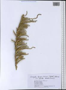 Caroxylon luederitzense (Botsch.) Mucina, Африка (AFR) (Намибия)