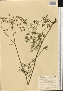 Oreoselinum nigrum Delarbre, Восточная Европа, Западно-Украинский район (E13) (Украина)