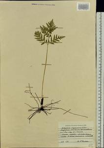 Botrypus virginianus (L.) Michx., Восточная Европа, Средневолжский район (E8) (Россия)