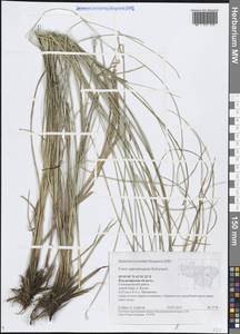 Осока сближенная Schumach., Восточная Европа, Центральный район (E4) (Россия)