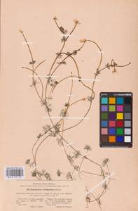 Водяной лютик завитой, Шелковник завитой Sibth., Восточная Европа, Восточный район (E10) (Россия)