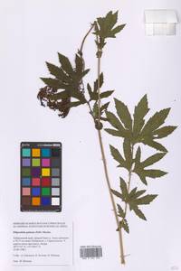 Filipendula digitata (Willd.) Bergmans, Сибирь, Дальний Восток (S6) (Россия)