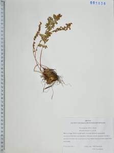 Вудсия эльбская (L.) R.Br., Сибирь, Дальний Восток (S6) (Россия)