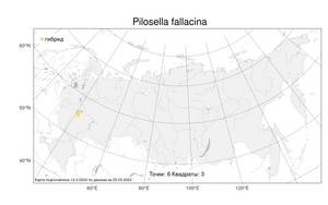 Pilosella fallacina, Ястребиночка обманчивая (F. W. Schultz) F. W. Schultz, Атлас флоры России (FLORUS) (Россия)