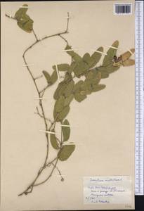 Passiflora multiflora L., Америка (AMER) (Куба)
