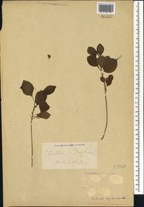 Clutia pulchella L., Африка (AFR) (Неизвестно)