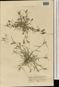 Sporobolus schoenoides (L.) P.M.Peterson, Монголия (MONG) (Монголия)