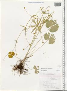 Лютик золотистый L., Восточная Европа, Белоруссия (E3a) (Белоруссия)