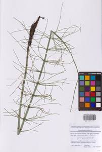 Хвощ приречный, Хвощ топяной L., Восточная Европа, Московская область и Москва (E4a) (Россия)