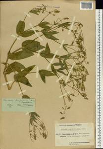 Gypsophila vaccaria (L.) Sm., Восточная Европа, Восточный район (E10) (Россия)