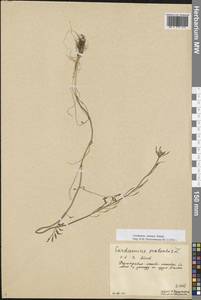 Cardamine pratensis subsp. dentata (Schult.) Čelak., Восточная Европа, Северный район (E1) (Россия)