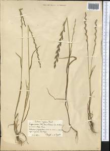 Плевел жесткий Gaudin, Средняя Азия и Казахстан, Копетдаг, Бадхыз, Малый и Большой Балхан (M1) (Туркмения)