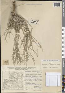 Artemisia subchrysolepis Filatova, Зарубежная Азия (ASIA) (КНР)